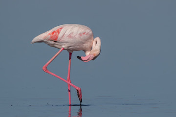 Greater Flamingo Wading in Water