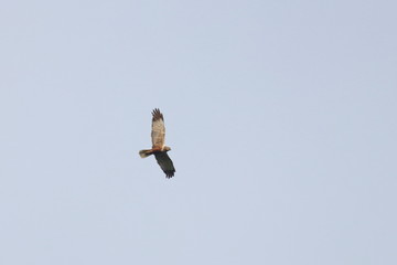 marsh harrier