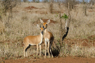 Steinbock, Raphicerus campestris, Parc national Kruger, Afrique du Sud