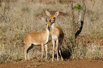 Steinbock, Raphicerus campestris, Parc national Kruger, Afrique du Sud