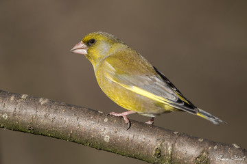 Greenfinch Perched