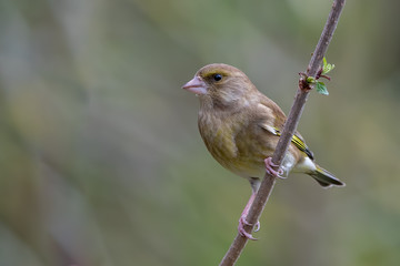 Greenfinch Perched