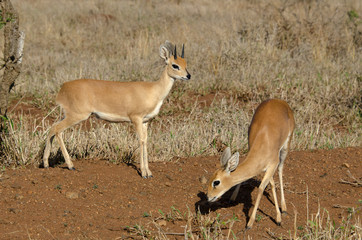 Steinbock, Raphicerus campestris, Parc national Kruger, Afrique du Sud