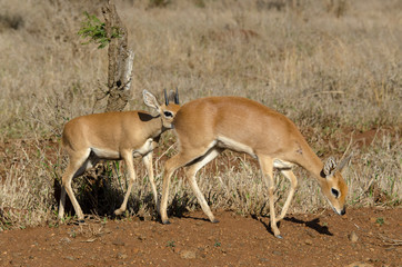 Steinbock, Raphicerus campestris, Parc national Kruger, Afrique du Sud