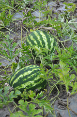 Watermelons ripen in the field