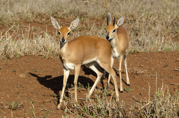 Steinbock, Raphicerus campestris, Parc national Kruger, Afrique du Sud