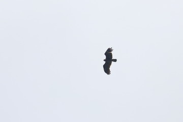 greater spotted eagle