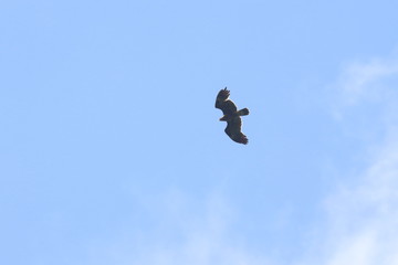 greater spotted eagle