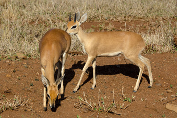 Steinbock, Raphicerus campestris, Parc national Kruger, Afrique du Sud