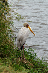 Tantale ibis