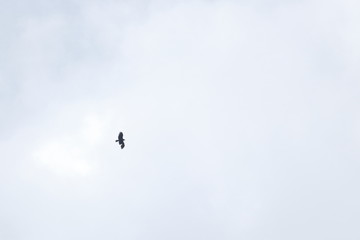 greater spotted eagle