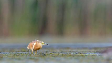 Squacco Heron (Ardeola ralloides), Crete
