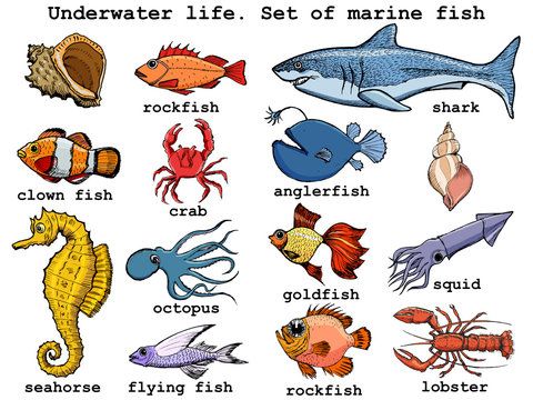 Underwater life. Set of sea fish