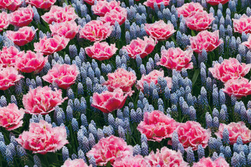 Fototapeta premium Tulips and Muscari hyacinth field in the Netherlands