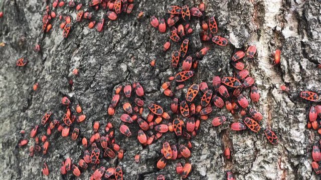 Lots of firebugs (Pyrrhocoris apterus) sitting on tree bark