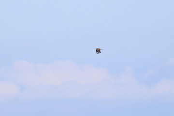 raptor