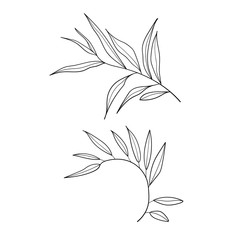 Sprigs of eucalyptus. Elegant floral decorative elements set with branches and leaves isolated on white background