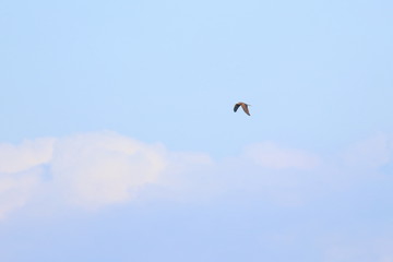 harrier