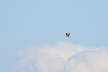 harrier