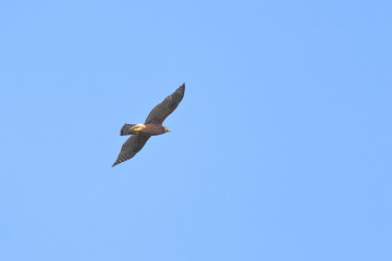 goshawk