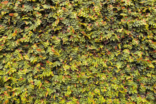 Parede de folhas verdes e tamb&eacute;m avermelhadas, trepadeira, planta, jardim, em dia nublado e chuvoso