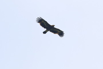 steppe eagle