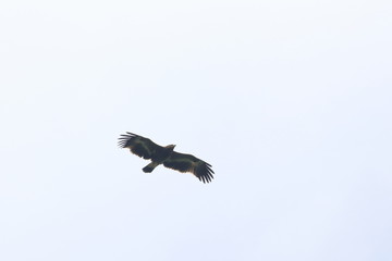 steppe eagle