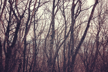 bare trees in forest. abstract background