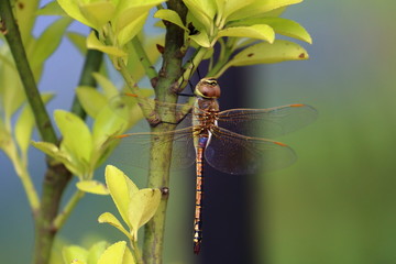 dragonfly