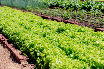 Fototapeta na wymiar Lettuce garden grown on the farm - Organic plantation without pesticide