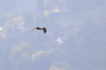 marsh harrier