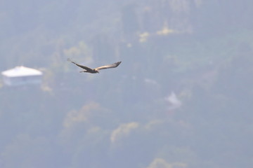 marsh harrier