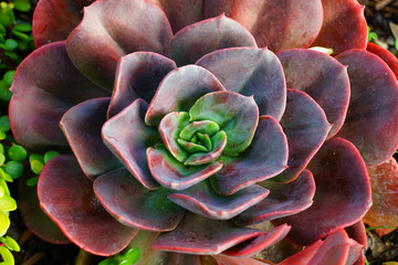 Green and purple rosette of succulent plant