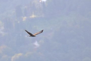 marsh harrier