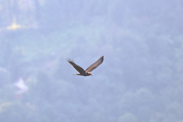 marsh harrier