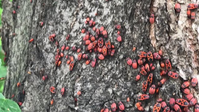 Lots of firebugs (Pyrrhocoris apterus) sitting on tree bark