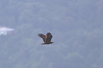 marsh harrier