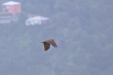 marsh harrier