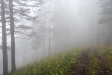 Obraz premium early morning in summer forest, dirt road in mystical fog, haze in branches of trees