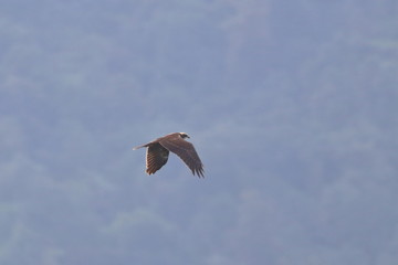 marsh harrier