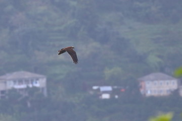 marsh harrier