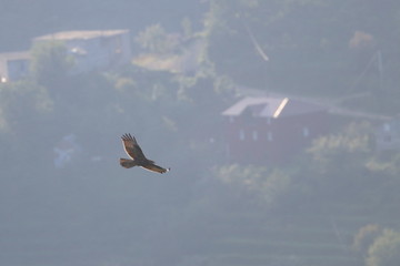 marsh harrier
