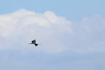 white stork