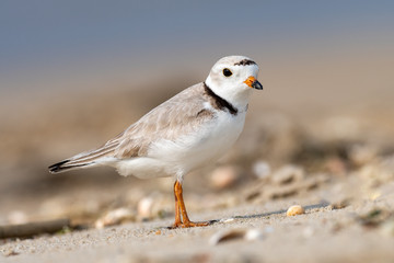 Close-up profile of a Piping Plover on the beach.