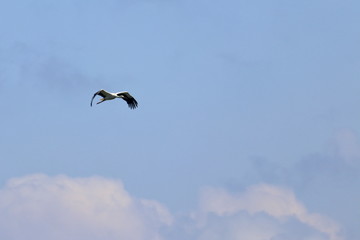 white stork