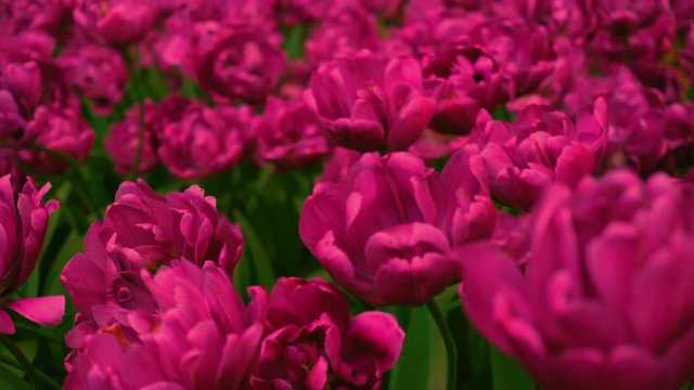 A lot of beauty red tulips outdoor