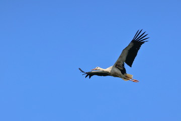 white stork