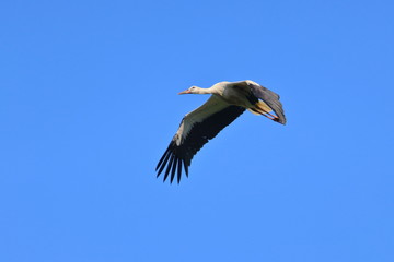 white stork