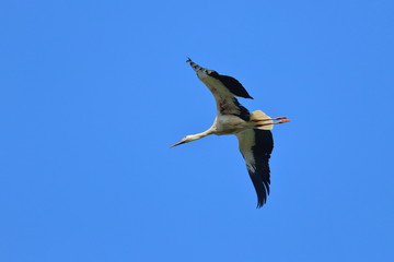 white stork