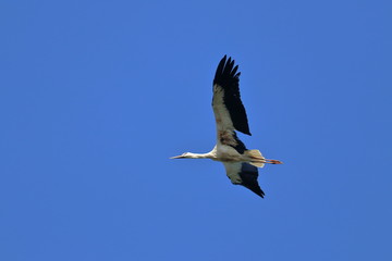 white stork